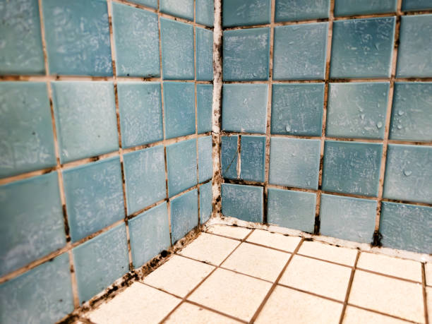 Mold Documentation for Insurance Claims in Swansboro, NC