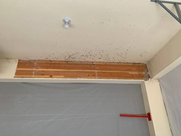 Best Mold-Related Health Consultation  in Swansboro, NC